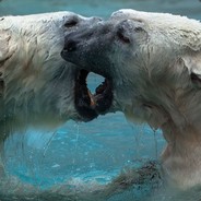 The Polar Bear