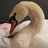Hanz The Swan
